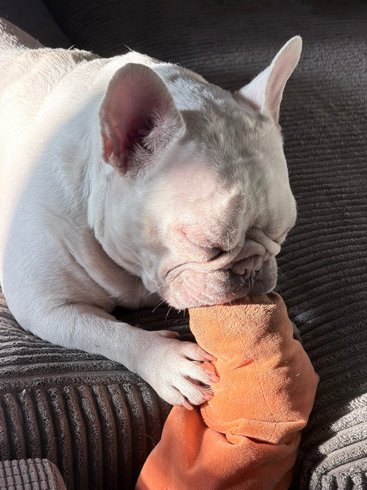 Eating the carrot.